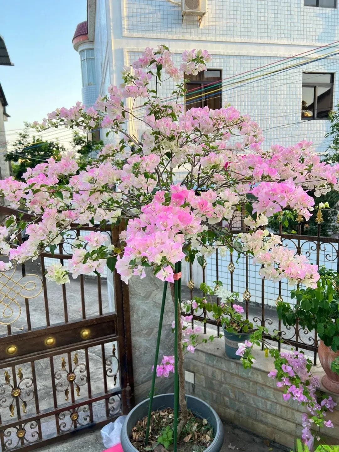 三角梅不开花？这个"虐养"方法让你的三角梅爆花！