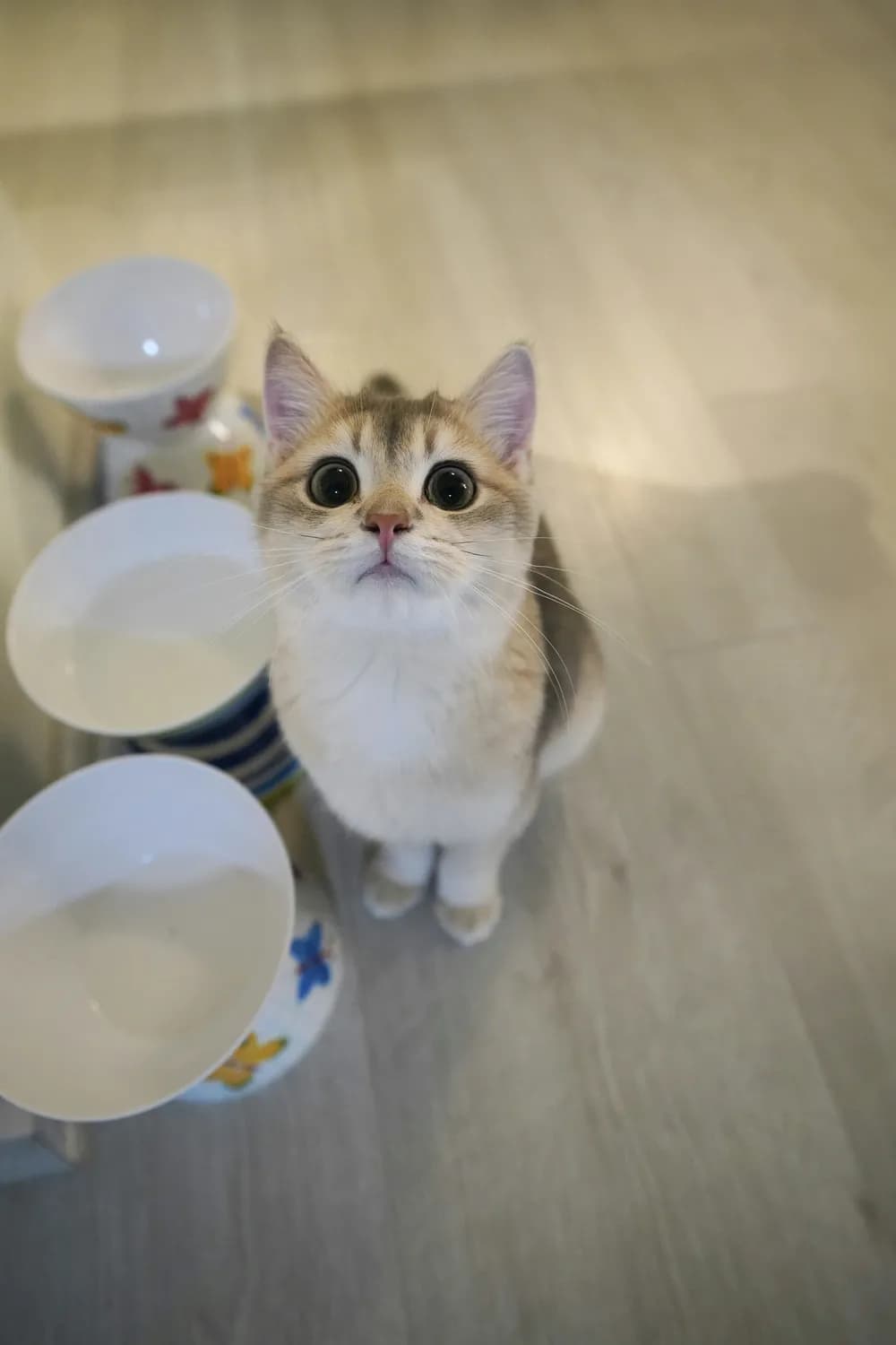 猫咪为啥不爱羊奶？真相竟是这样！