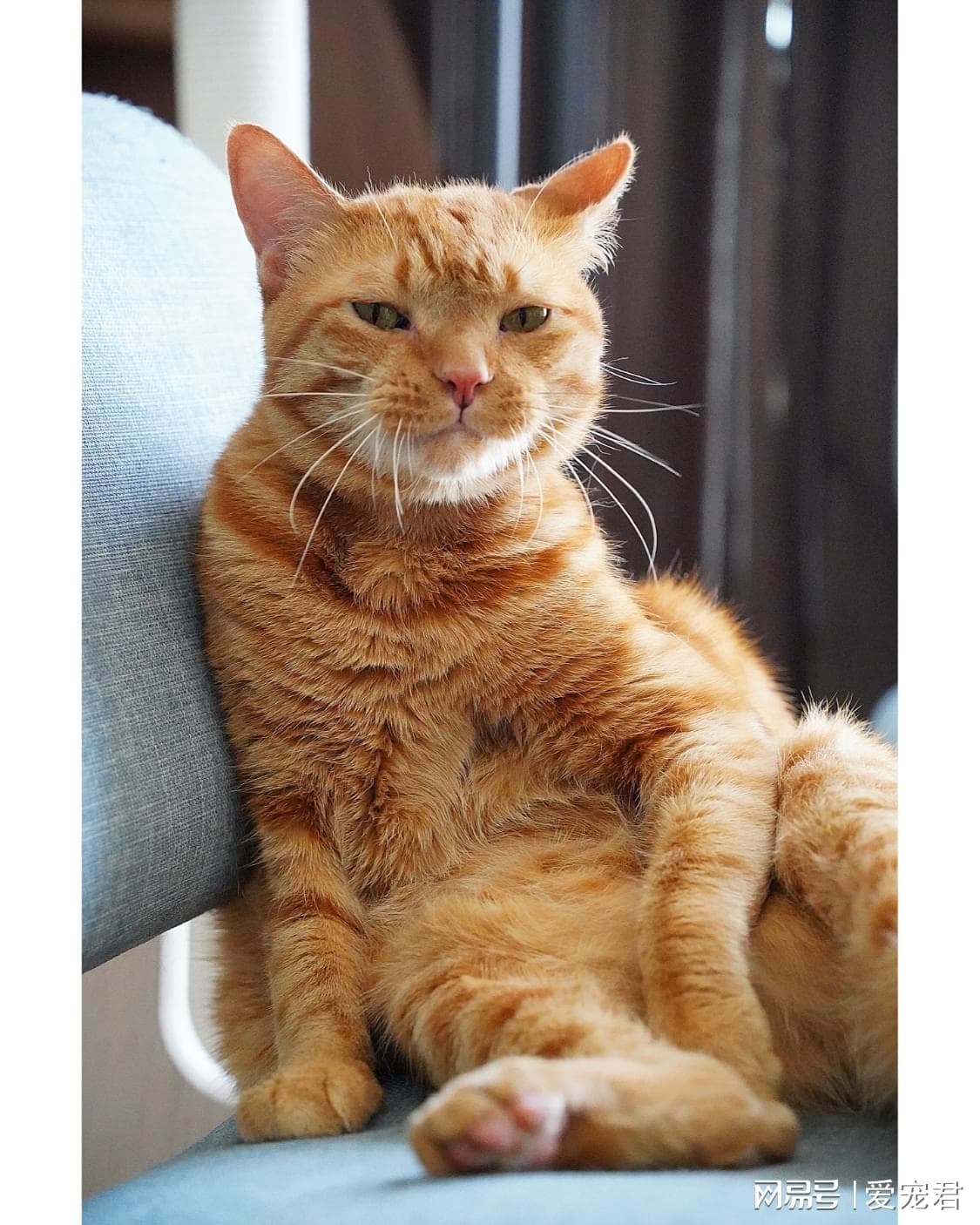 别让你的猫生无可恋！如何做个合格的猫奴？