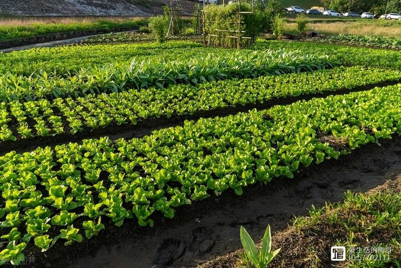 雨水后，遇到这5种蔬菜可以多买，都是应季鲜菜，价格便宜味道鲜