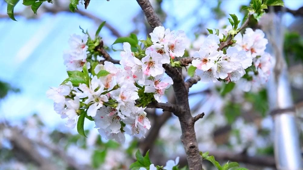 山东沂源：樱桃花开 农技员来