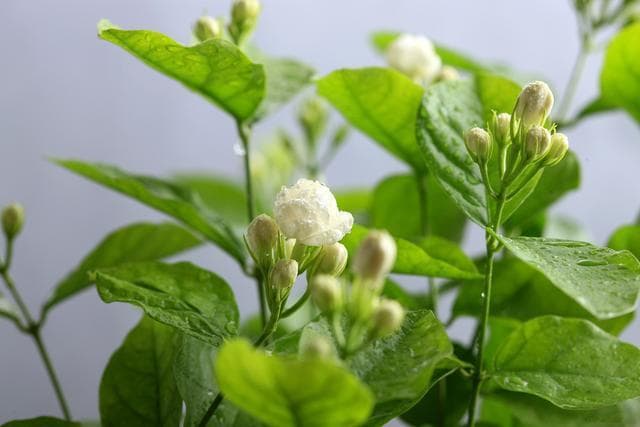茉莉花施什么肥料最好？选对肥料，花开满枝！