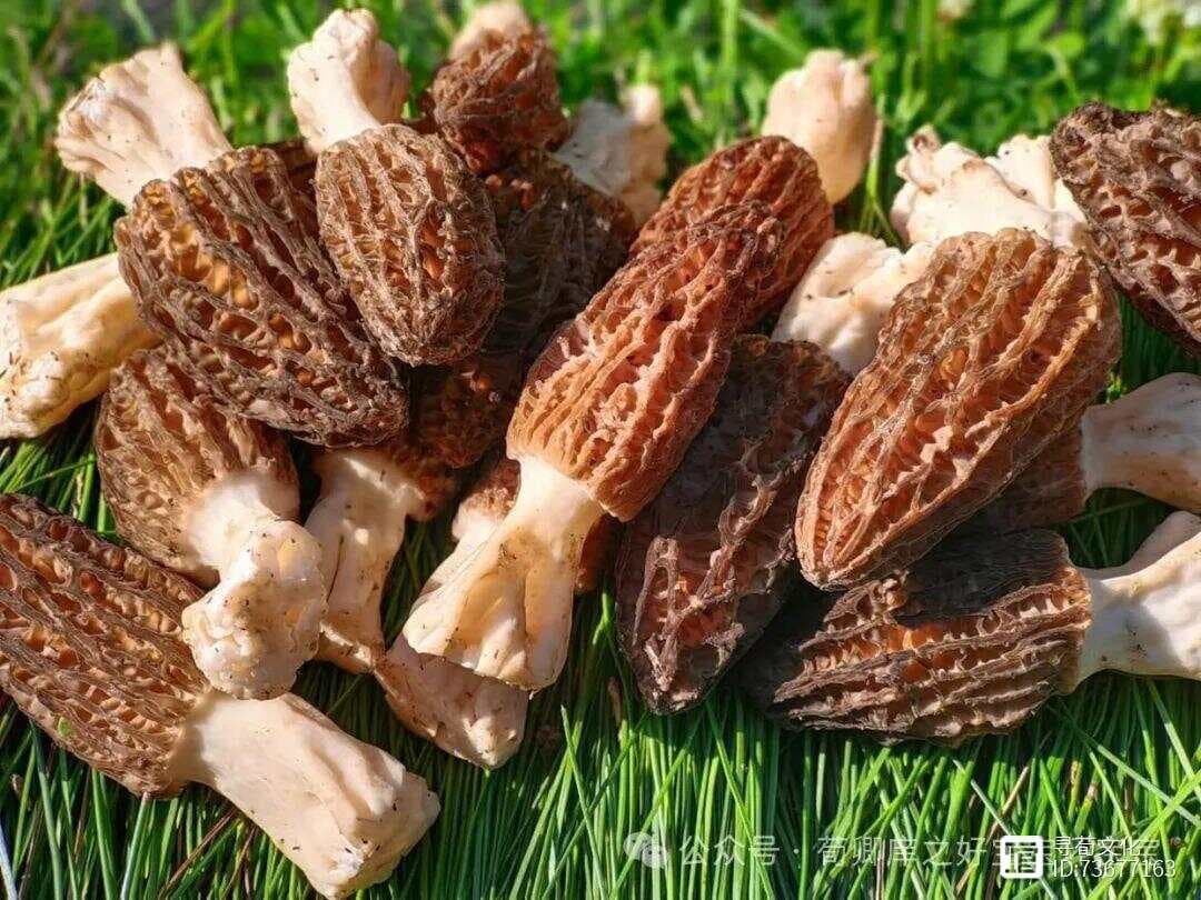 良药苦口利于病，忠言逆耳利于行-蒙学丛书《增广贤文》
