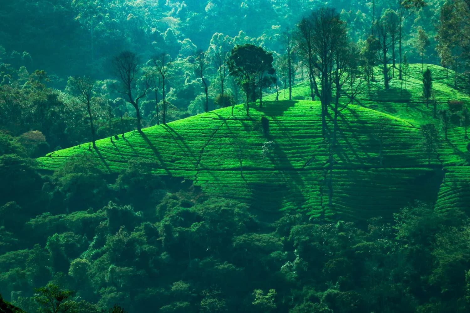 千年古寨芒景村：布朗族茶文化的活态博物馆