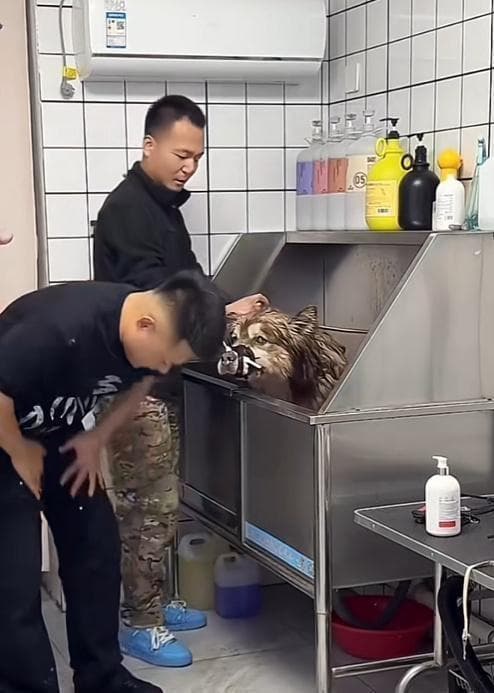 有训犬师认为潘宏训狗方式太粗暴 引发网友热议