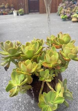 秋天多肉植物浇水指南：时机、方法与注意事项