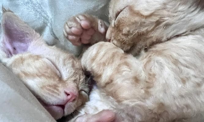 猫咪接生101：从母猫准备到幼崽护理的全面指南