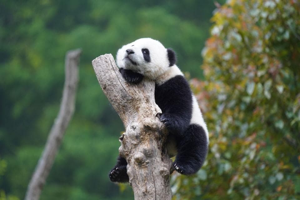 濒危等级下降，大熊猫还需要保护吗？