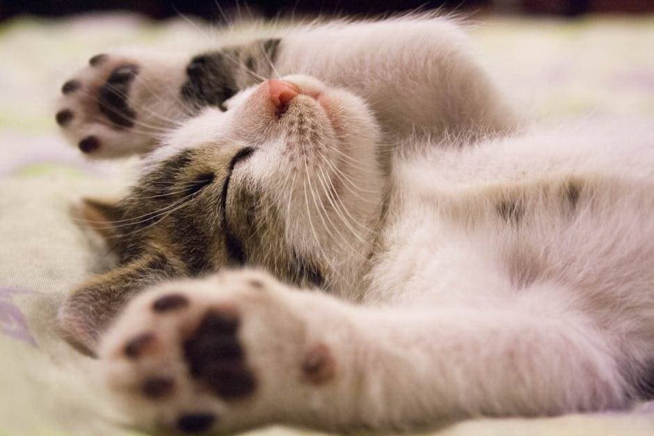 猫咪为何爱新床单？揭秘背后的科学原因！