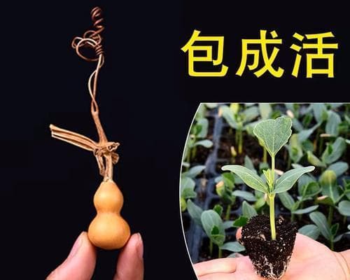 葫芦种子的种植方法（从选种到管理全攻略，让你种出丰收的葫芦）