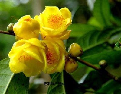 防城金花茶：植物界的大熊猫