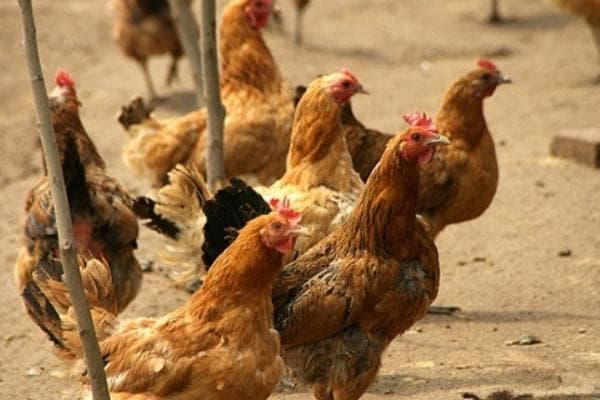 蛋鸡饲养管理方法