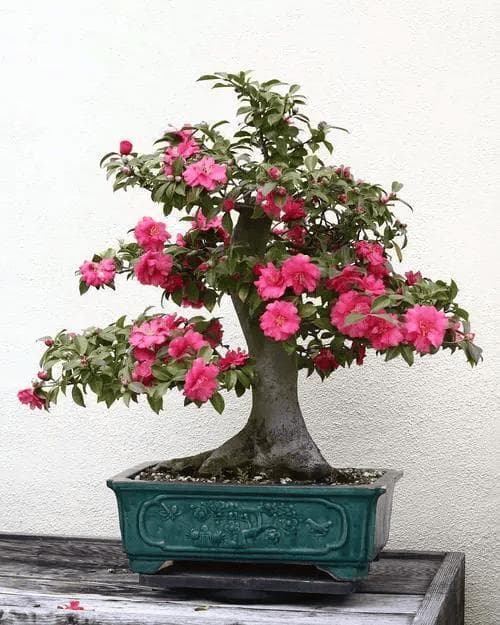 茶花浇水与养护全攻略：从浇水到病虫害防治，让茶花花开不断