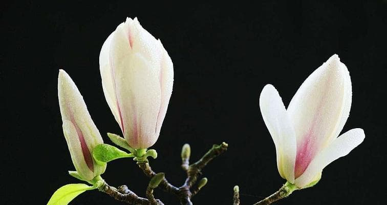 玉兰花：从自然到文化的全方位解析