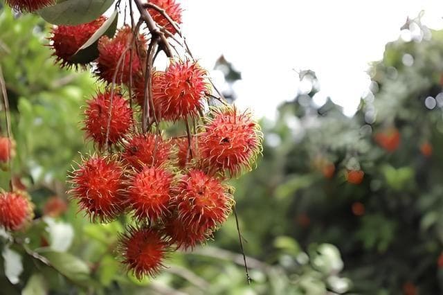 红毛丹种植多久才结果？红毛丹的果实有什么营养价值和功效吗？