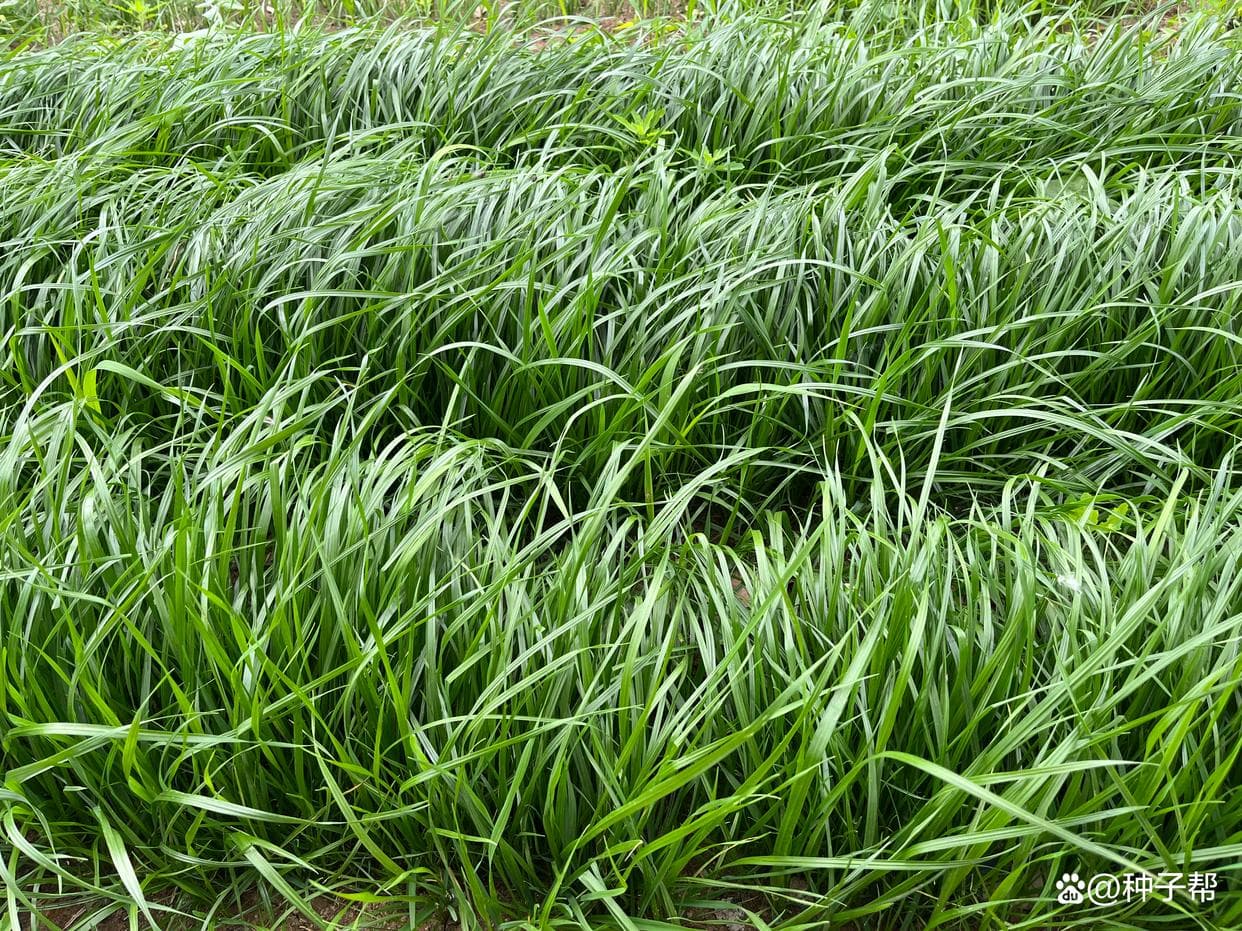 四倍体黑麦草：一种耐寒性强、产量稳定的优质牧草