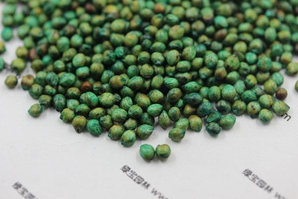 东北高粱什么时候成熟收获