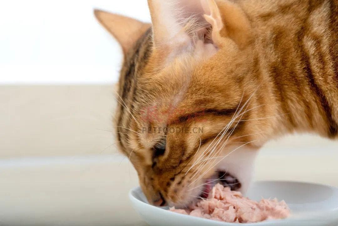 猫咪总挑食？都是你“惯”的！5招轻松解决