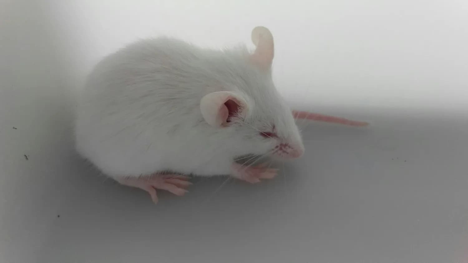 CRISPR/CasRx系统：攻克遗传疾病的新希望