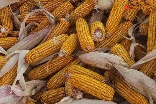 今日玉米最新价格表及保存方法