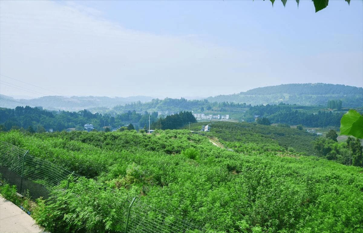 四川适合种植什么中药材