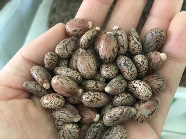蓖麻种子种植技术与经济效益分析