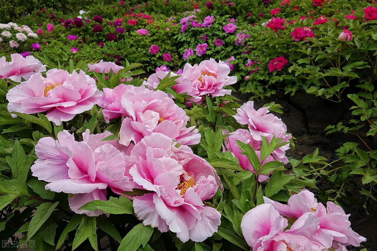 牡丹花期如何管理好（了解牡丹花养护管理方法）