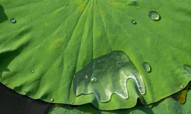 面料防水：简介荷叶效应的原理是什么？如何在面料上应用？