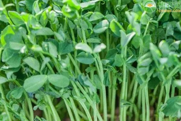 豌豆尖种植技术和时间