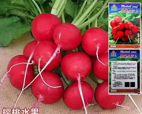 樱桃种子的种植方法（从樱桃核到果树成长，一步步教你成功种植）
