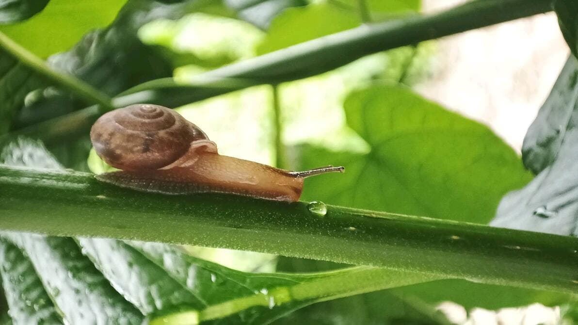 广州常见陆生软体动物大盘点：从蜗牛到蛞蝓的生态世界