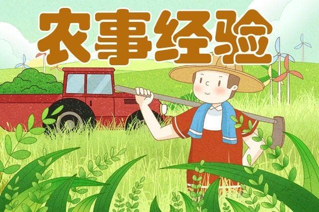 蒲公英高产栽培技术