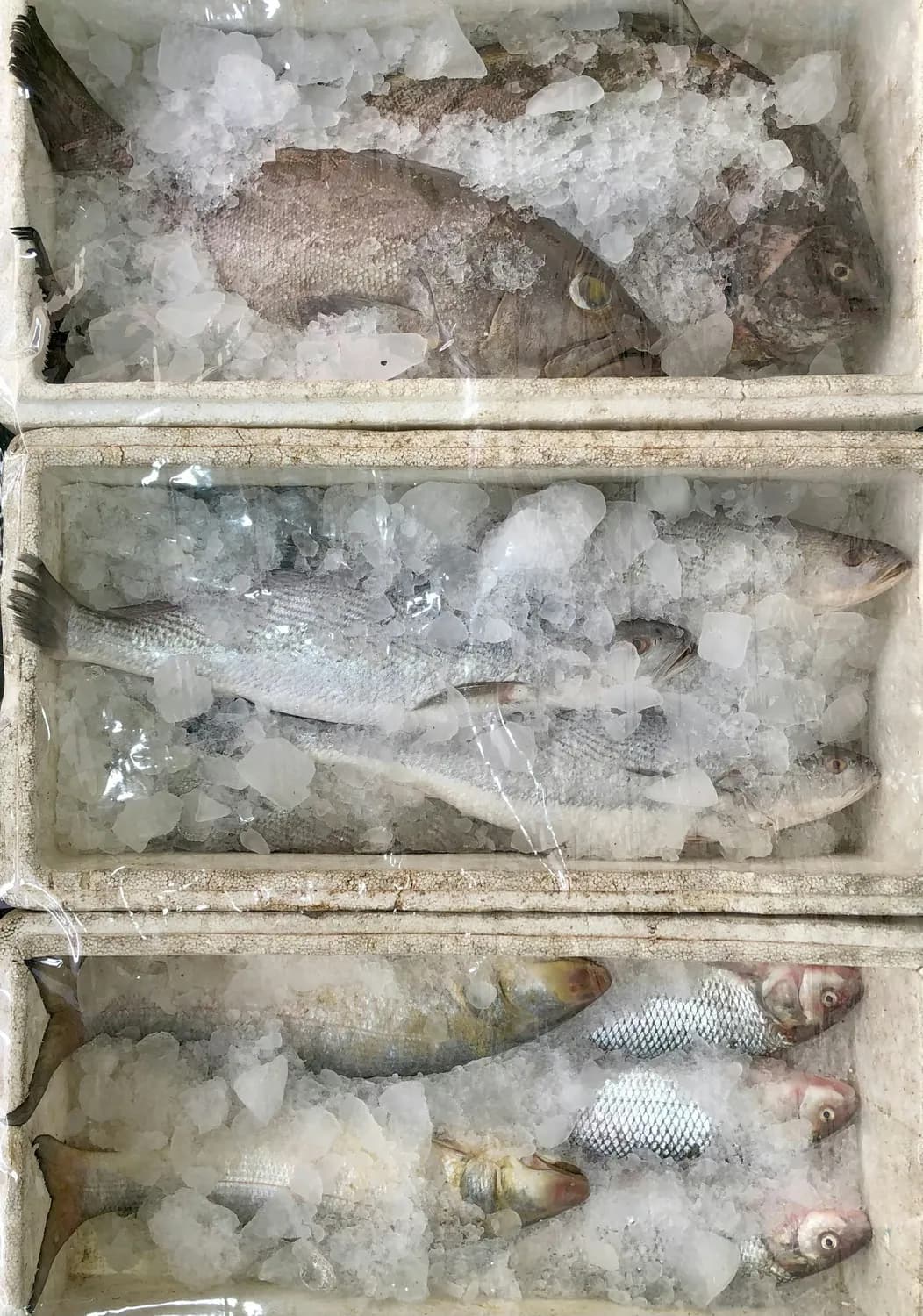 鲜鱼保鲜指南：冷藏还是冷冻？温度多少最适宜？