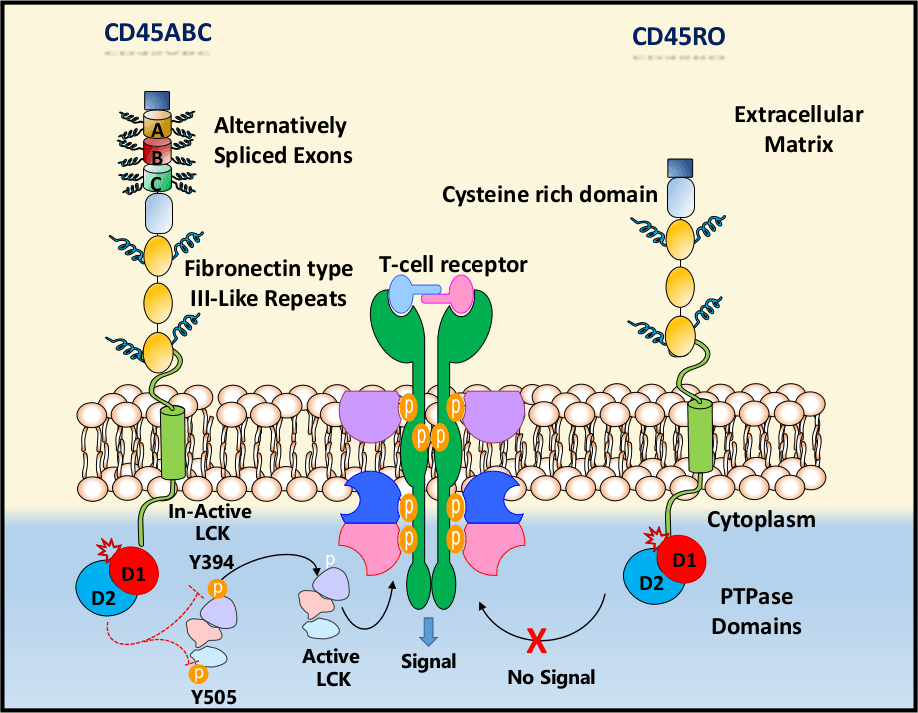 CD45：血液癌症治疗的新希望