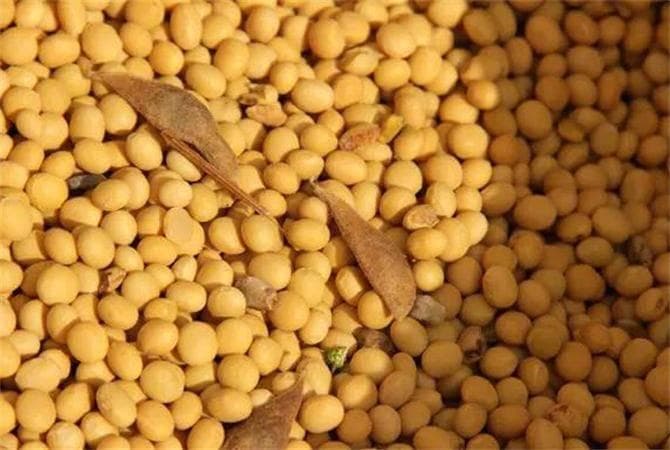 黄豆和毛豆一样吗？毛豆和黄豆是同一种植物，但营养价值却不同
