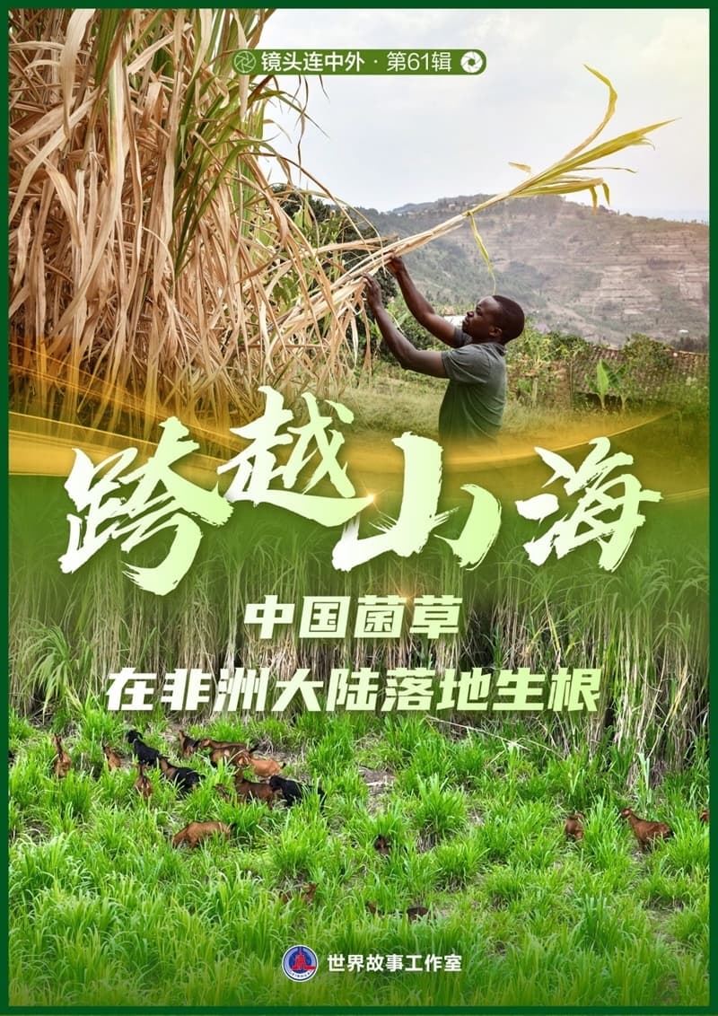 跨越山海：中国菌草技术在非洲大陆落地生根