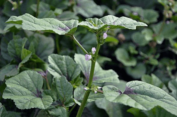 特色蔬菜知一二：高钙蔬菜冬寒菜的全面科普