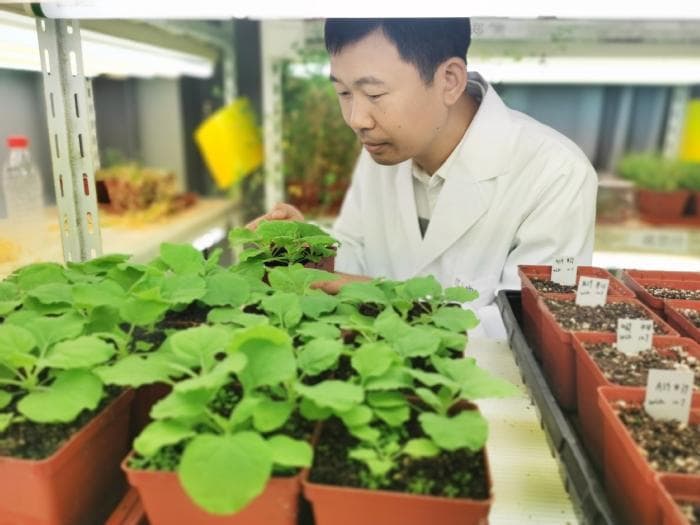 科学家揭示植物精准识别“敌友”机制