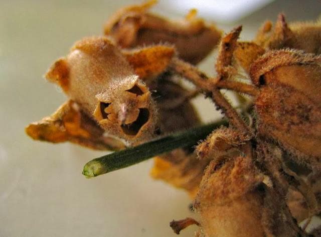 游客野外发现大量"骷髅头"，原来是金鱼草种荚