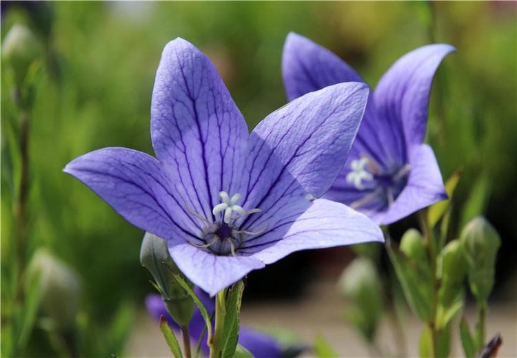 200种花卉花语全集：从常见到冷门，每朵花都有它的故事