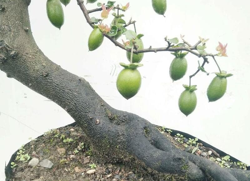 金弹子种子怎么种植