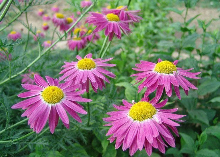 除虫菊育苗养护指南