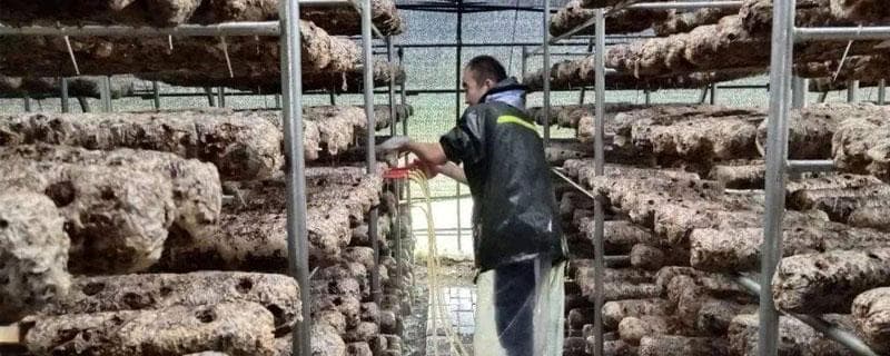 香菇注水后管理要点，掌握香菇注水时间，提高产量的注水技巧
