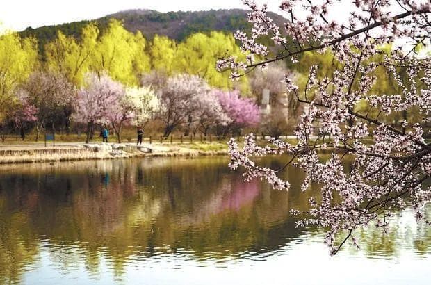 春风十里不讲理，花粉过敏困扰你？正确防护看这里→