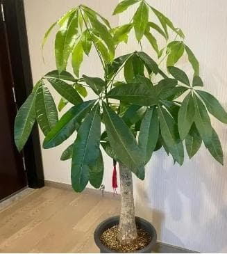 发财树叶子发黄下垂的五大原因及补救方法