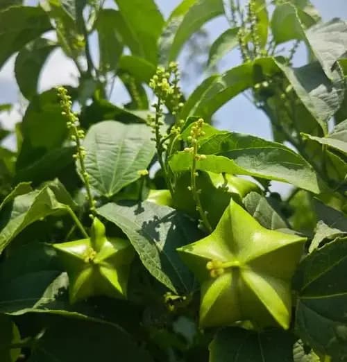 星油降降茶中的多酚、类黄酮和黄酮的关系