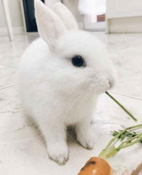 兔子的的性格