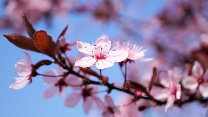 樱花是樱桃的花吗？