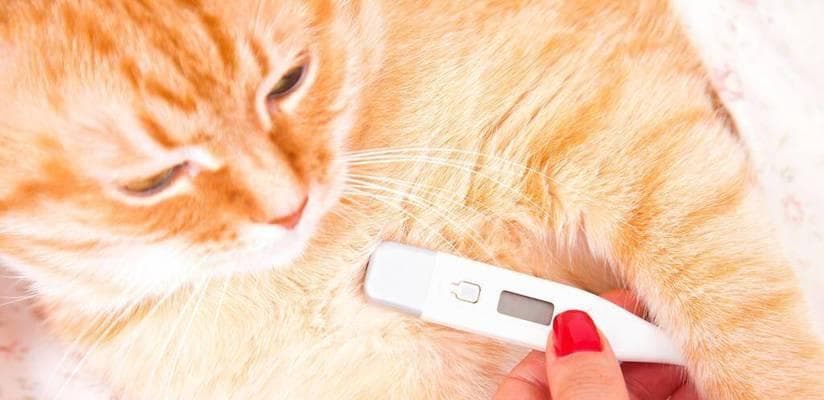 如何让新生的小猫适应温度？