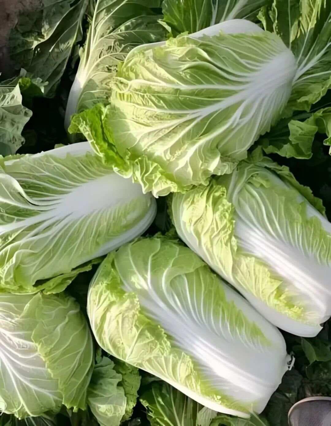 肾脏最爱的十种食物
